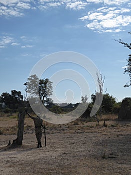 Guard ranger national park Zambia safari Africa nature wildlife photo