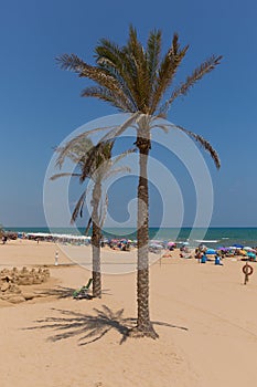Guardamar del Segura Costa Blanca Spain palm trees on sandy beac photo