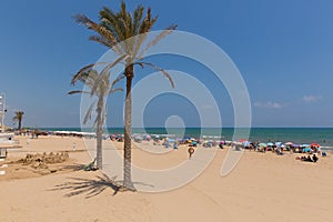 Guardamar del Segura Spain palm trees on sandy beac photo