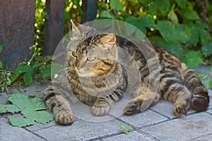 Guarded city cat lying in tree shadow