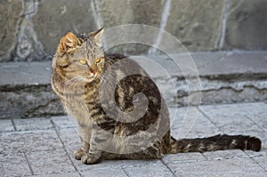 Guarded city cat