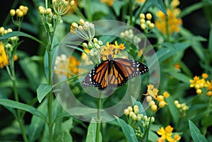 A Guardian Angel - Monarch Butterfly Feeding on Yellow Flower