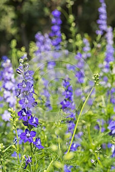 Guardian Blue Delphinium flowers