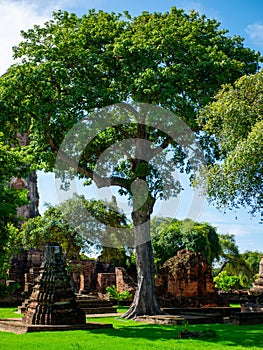 Guardian of Serenity: The Sacred Tree in the Buddhist Temple Grounds'.