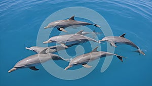 guardians of the deep: dolphins leading the charge for ocean preservation