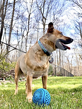 Guarding the ball doggy style!