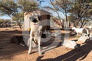 Guarding Dog in Corral with Goats