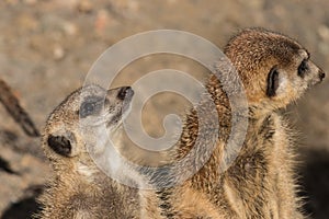 Guarding meerkats