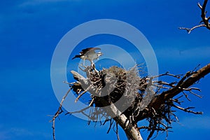 Guarding the nest