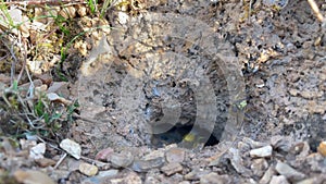 Guarding a nest as wasps from to and fro