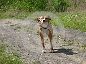 Guarding pit bull dog