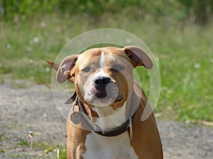 Guarding pit bull dog