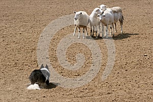 Guarding the Sheep photo