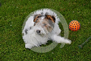 Young fox terrier plays with his toy in the meadow photo