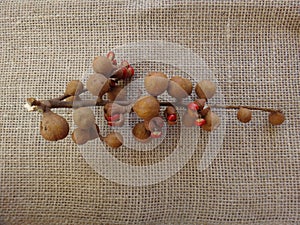 Guarea guidonia - Fruit branch with capsules and seeds photo