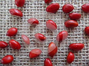 Guarea guidonia seed-wet photo