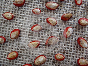 Guarea guidonia seed-wet photo
