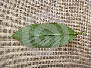 Guarea guidonia, leaf bottom photo