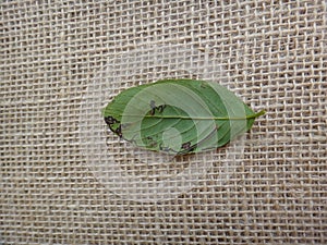 Guarea guidonia, leaf bottom photo