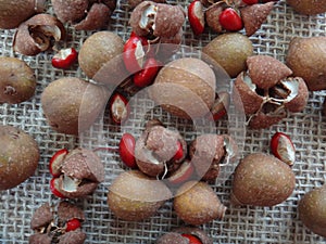 Guarea guidonia - Capsules and seeds photo