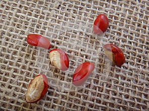 Guarea guidonia - Capsules and seeds photo