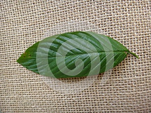 Guarea guidonia, leaf top