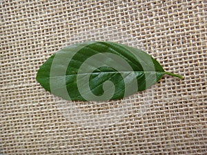 Guarea guidonia, leaf top - Adaxial face photo
