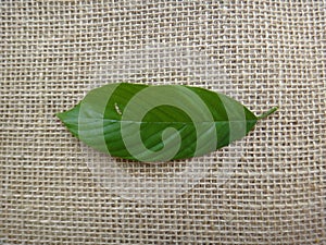 Guarea guidonia, leaf top photo