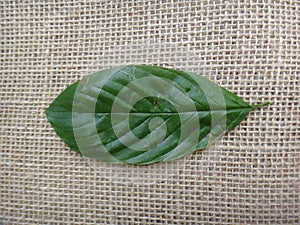 Guarea guidonia, leaf top photo