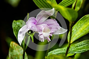 The guaria morada epiphyte orchid