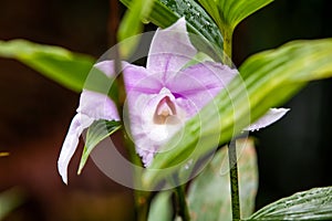 The guaria morada epiphyte orchid