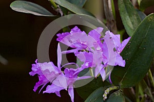 Guaria Morada Orchid   837850