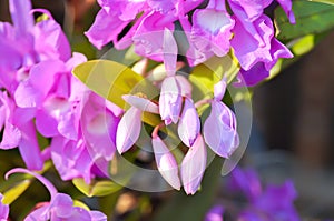 The Guaria Morada orchid, osta Ricas national flower or chidaceae or purple orchid