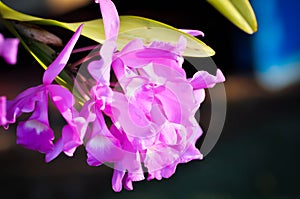The Guaria Morada orchid, osta Ricas national flower or chidaceae or purple orchid photo
