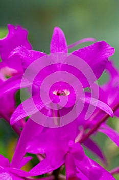 Guaria Morada, the purple country girl, the national flower of Costa Rica