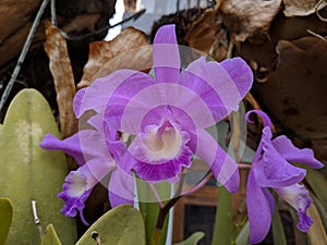 Guarianthe is a colorful purple flowers. Costa Rican national flower. Guaria morada