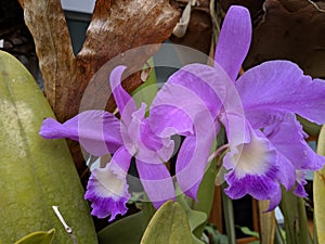 Guarianthe is a colorful purple flowers. Costa Rican national flower. Guaria morada