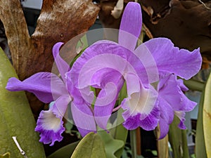 Guarianthe is a colorful purple flowers. Costa Rican national flower. Guaria morada