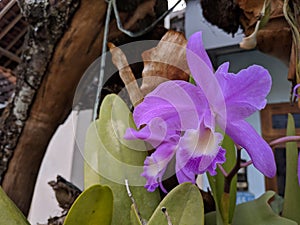 Guarianthe is a colorful purple flowers. Costa Rican national flower. Guaria morada photo