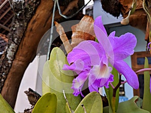 Guarianthe is a purple orchids flower. Guaria morada orchid