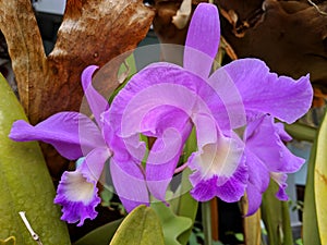 Guarianthe is a purple orchids flower. Guaria morada orchid