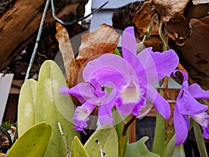 Guarianthe is a purple orchids flower. Guaria morada orchid