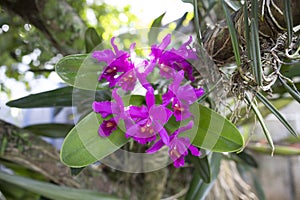 Guarianthe skinneri is the national flower of Costa Rica, where it is known as guaria morada