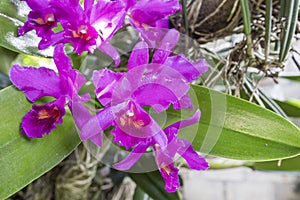 Guarianthe skinneri is the national flower of Costa Rica, where it is known as guaria morada photo