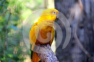 Guaruba guarouba - Yellow Brazilian parrot