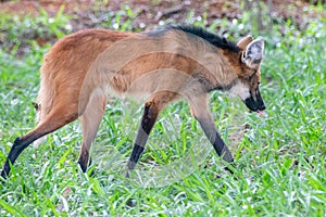 GuarÃ¡ wolf (Chrysocyon brachyurus)