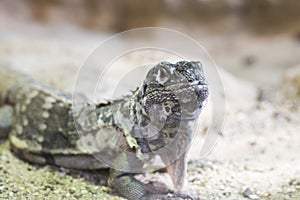 Guatamalan spiny-tailed iguana