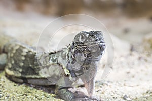 Guatamalan spiny-tailed iguana photo