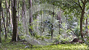 Guatemala - jungle photo