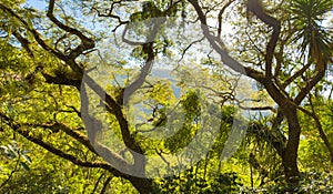 Guatemala Jungle Canopy